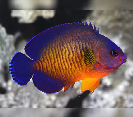 Coral Beauty Angelfish - Cebu