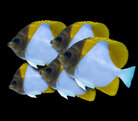 سمكة البيرامند باترفلاي الصفراء