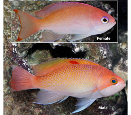 Stocky Anthias - Female