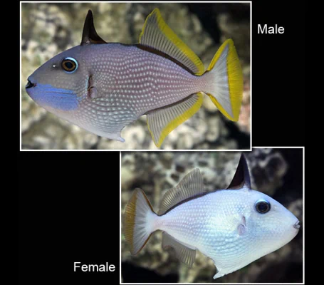 Blue Throat Triggerfish - Female