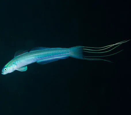 Blue Gudgeon Dartfish, Lyretail