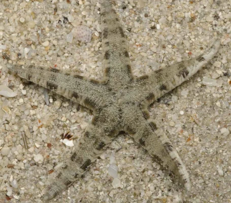 Sand Cleaner Sea Star