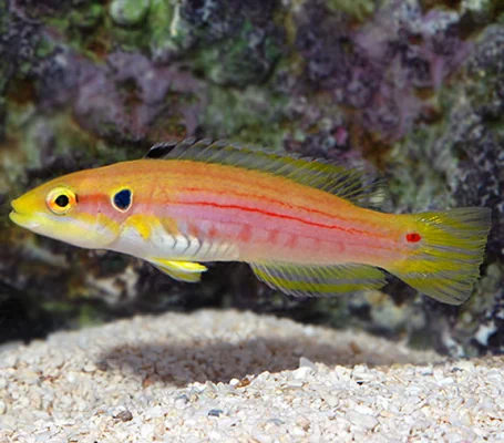Yellow Candy Hogfish - Small