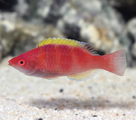Yellow Fin Fairy Wrasse