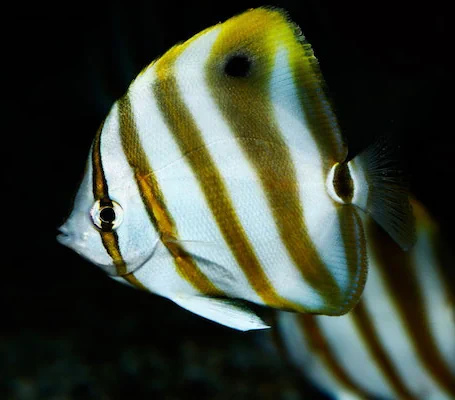 Ocellate Butterflyfish - Small