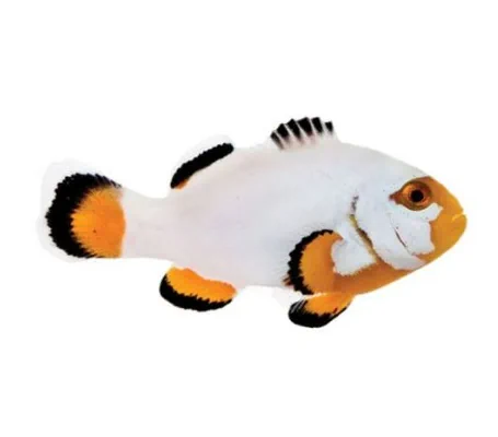 Platinum Clownfish (Captive-Bred)