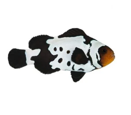Black Snowflake Clownfish (Captive-Bred)