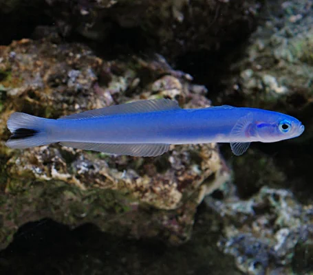 Blue Gudgeon Dartfish