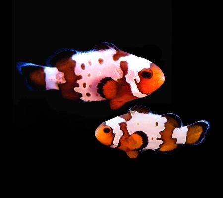 Extreme Snowflake Clownfish  (Captive-Bred)
