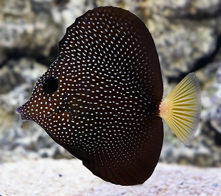 Gemmatum Tang(South Africa)(M)(7~12cm)