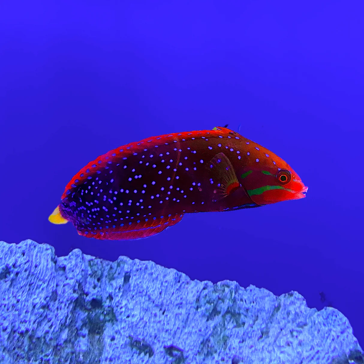 Red Coris Wrasse - Adult