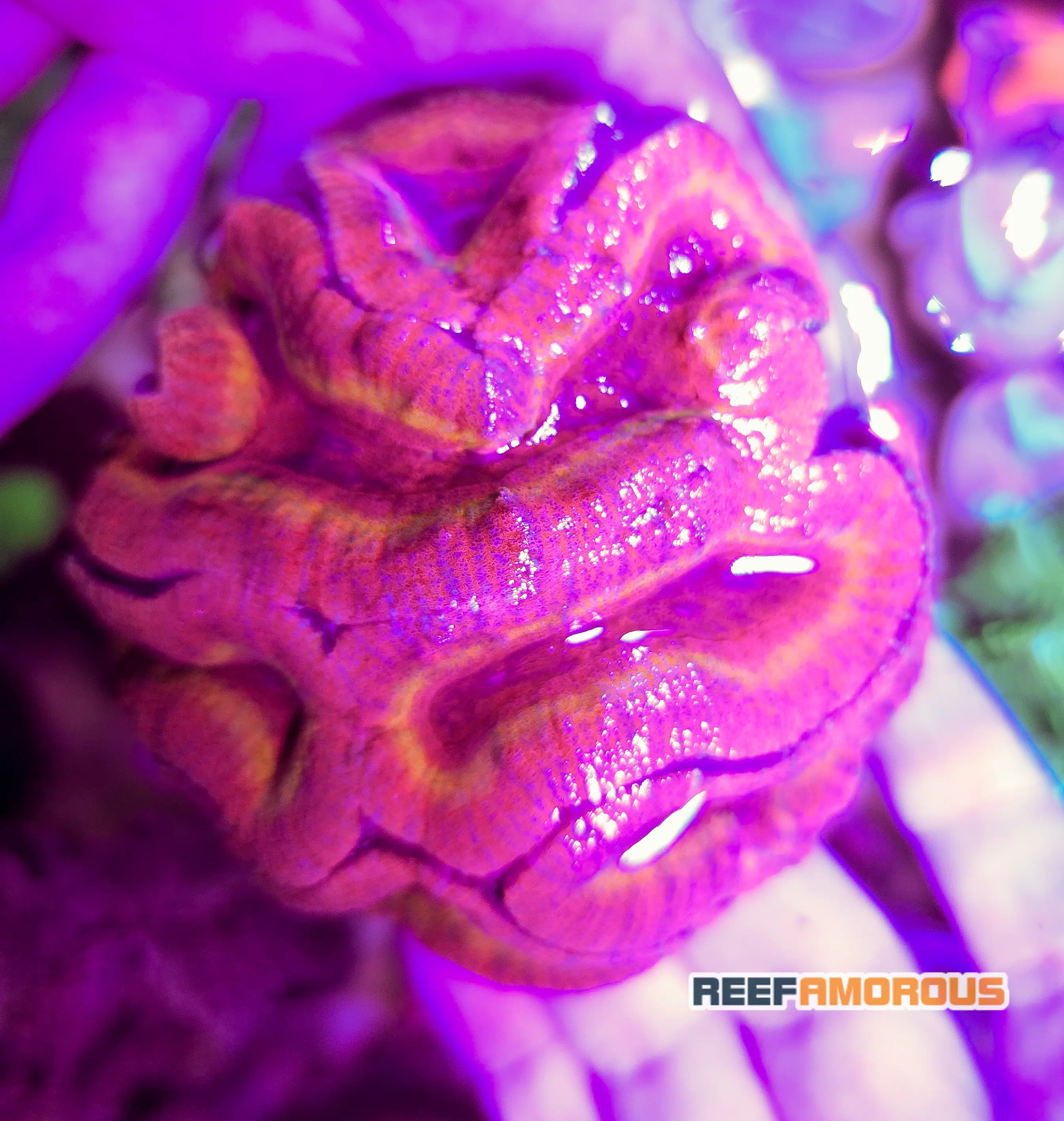 Red Flaim Lobophyllia Brain coral - WYSIWYG - WYS020