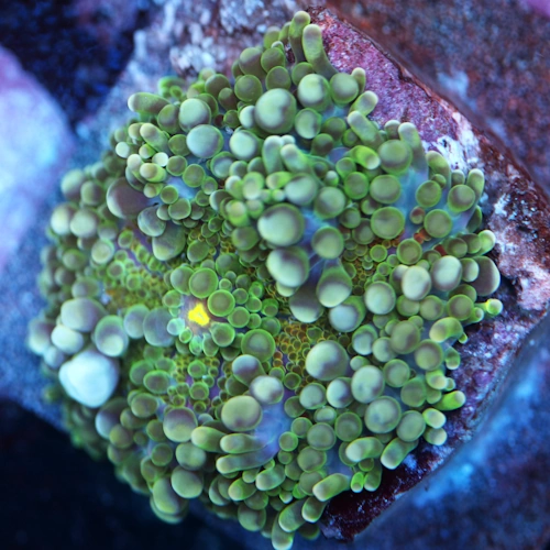 Green Ricordea yuma Mushroom Coral - WYSIWYG - WYS002