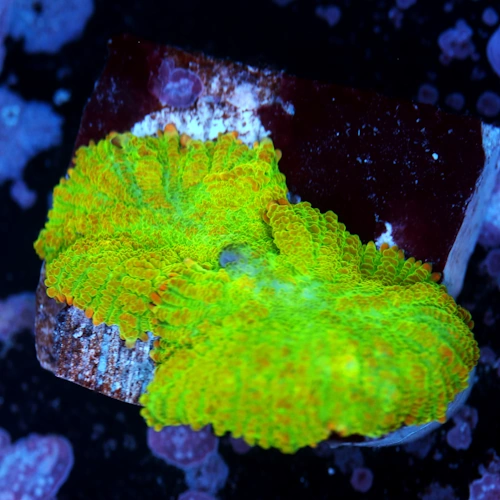 Tequila Sunrise Rhodactis Mushroom Coral 1 Head  WYSIWYG - WYS006
