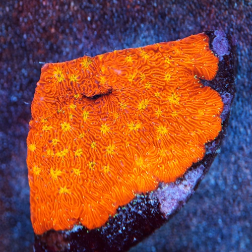 Golden Yellow Pavona Coral WYSIWYG - WYS010