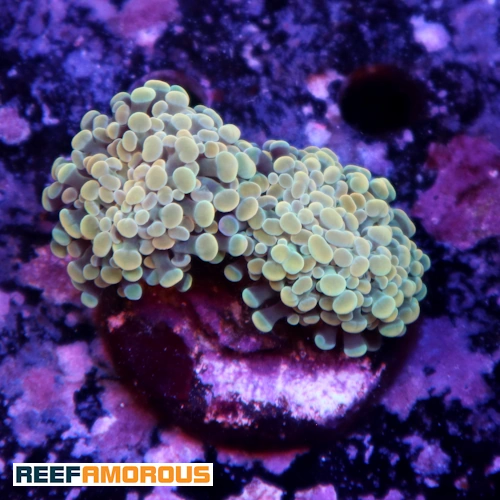 Gold Branching Hammer Coral 2 Heads - WYSIWYG - WYS031