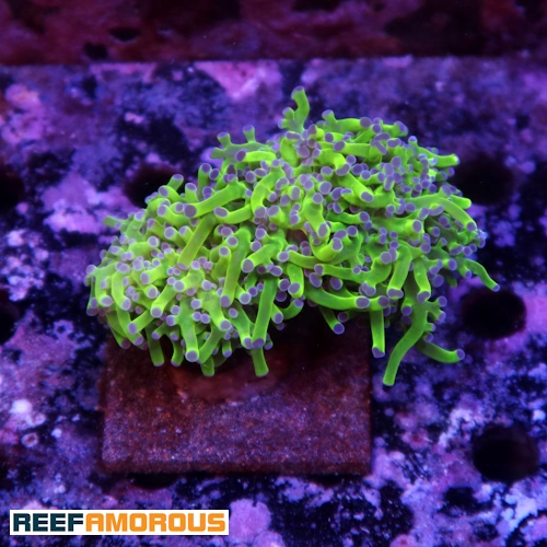 Neon Green Purple Tip Branching Frogspawn 2 Heads- WYSIWYG - WYS032