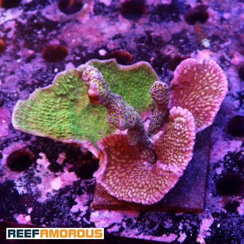 Mix Montipora Garden - WYSIWYG - WYS033