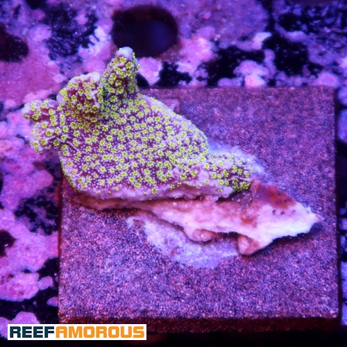 Tubbs Stellata Monti - WYSIWYG - WYS034