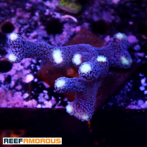 Sanjay Milka Stylophora - WYSIWYG - WYS036