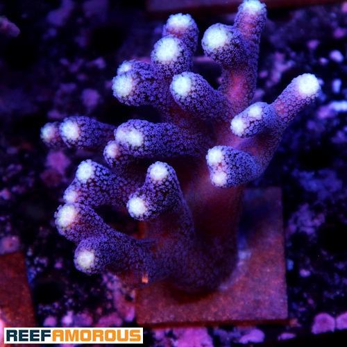 Sanjay Milka Stylophora - WYSIWYG - WYS037