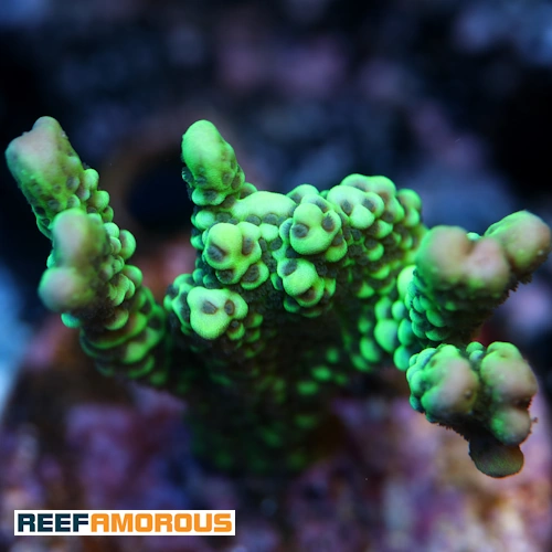 Dinosaur Egg Montipora Coral WYSIWYG - WYS041
