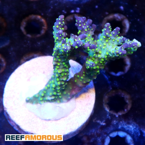 Garf Bonsai Acropora WYSIWYG - WYS052