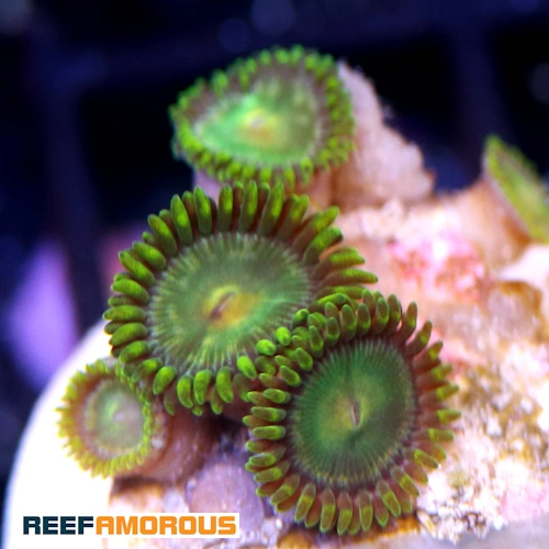 Green Bay Packers Zoanthid WYSIWYG - WYS043