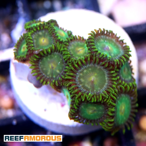 Green Bay Packers Zoanthid WYSIWYG - WYS044