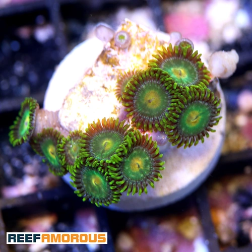 Green Bay Packers Zoanthid WYSIWYG - WYS045