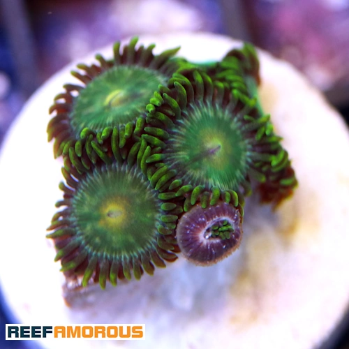Green Bay Packers Zoanthid WYSIWYG - WYS046