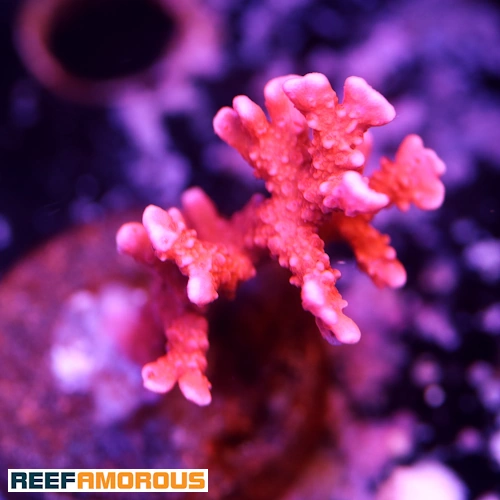 Jason Fox Fire Starter Montipora Coral WYSIWYG - WYS038