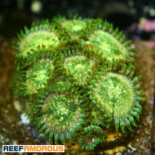 Milky Ways Zoanthid WYSIWYG - WYS047