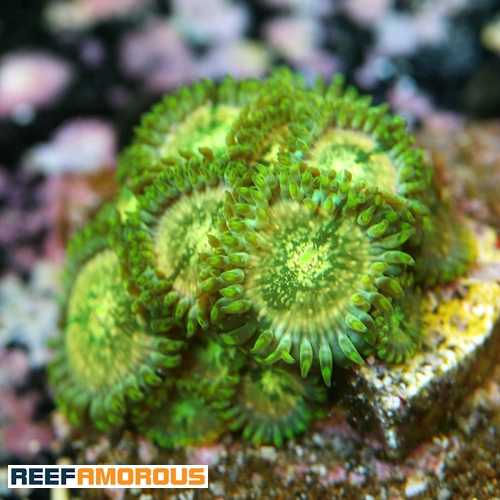 Milky Ways Zoanthid WYSIWYG - WYS048