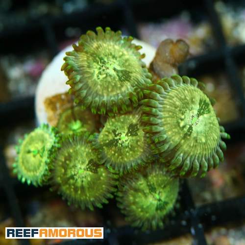 Milky Ways Zoanthid WYSIWYG - WYS049
