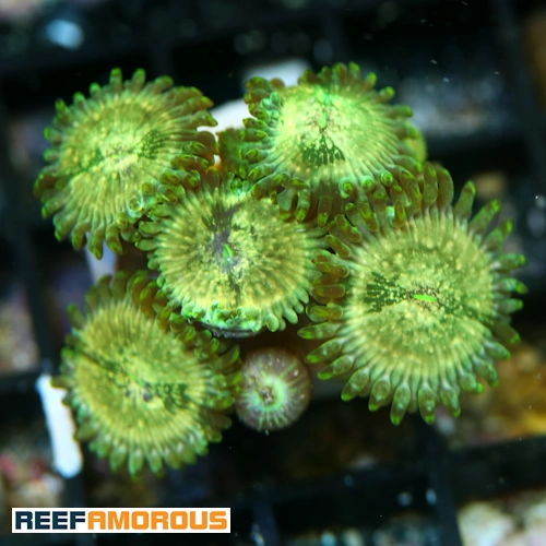 Milky Ways Zoanthid WYSIWYG - WYS050