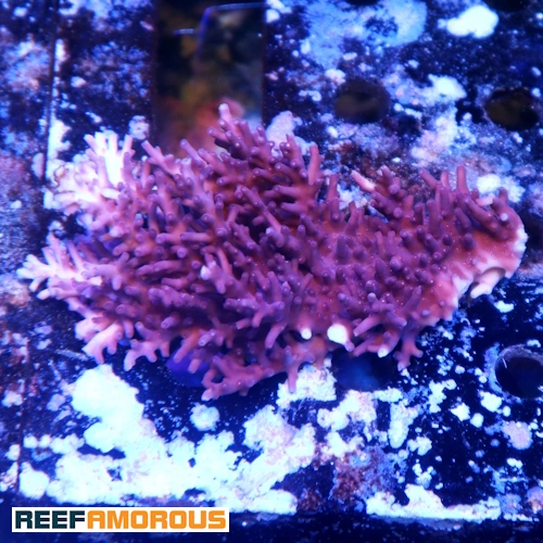Red Dragon Acropora Colony WYSIWYG - WYS054