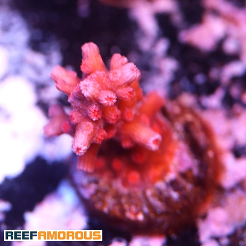 WWC Strawberry Branching Cyphastrea Coral WYSIWYG - WYS040