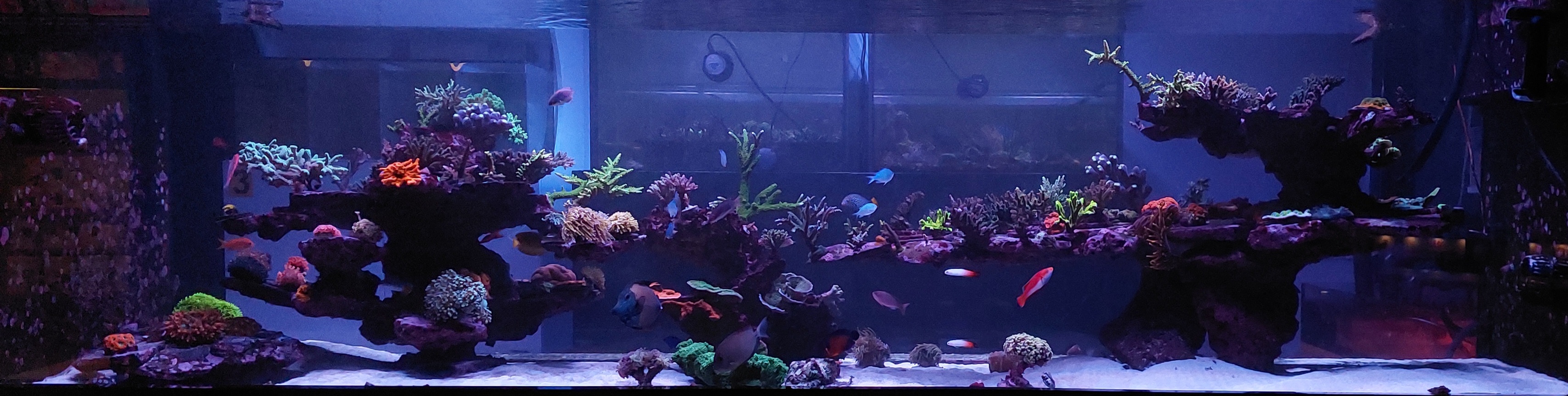 Large Reef Aquarium