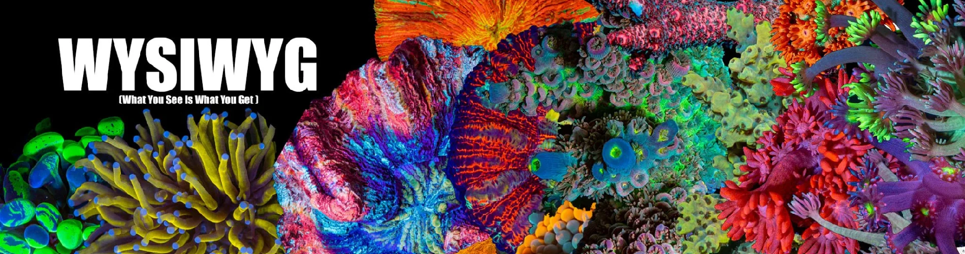 WYSWYG_Corals